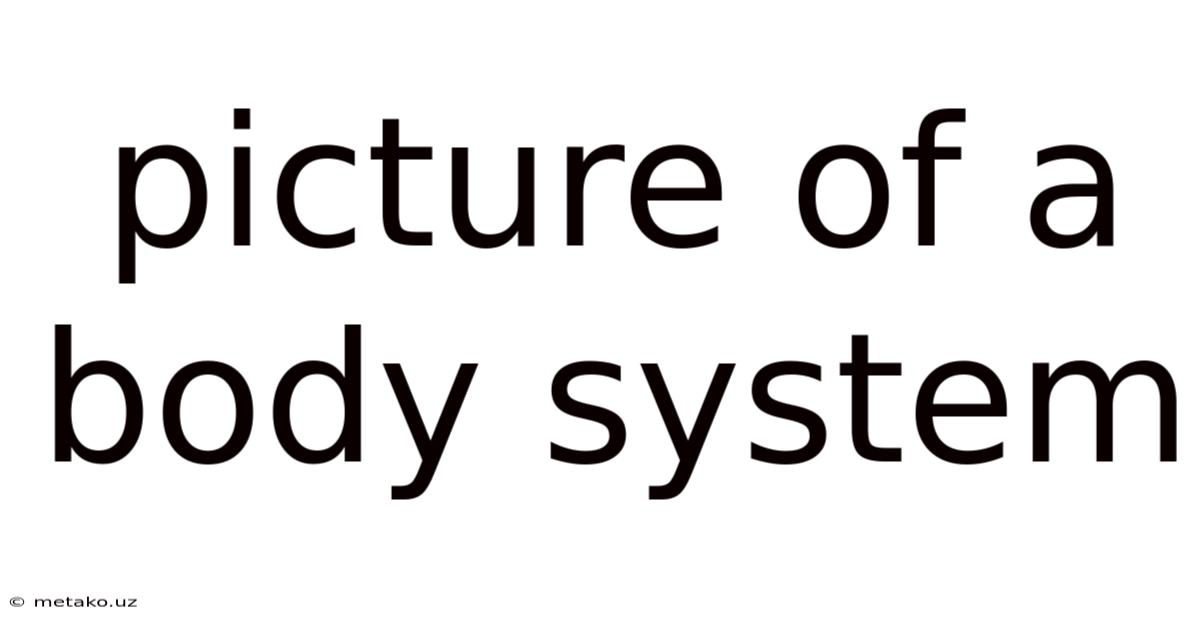 Picture Of A Body System