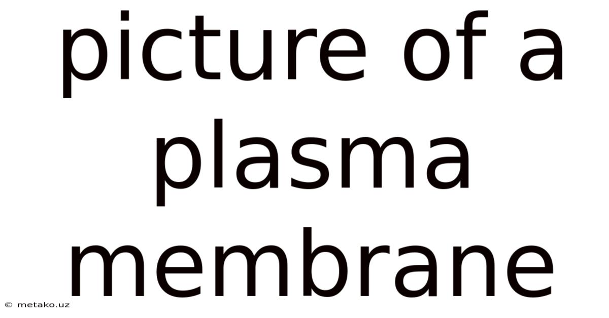 Picture Of A Plasma Membrane