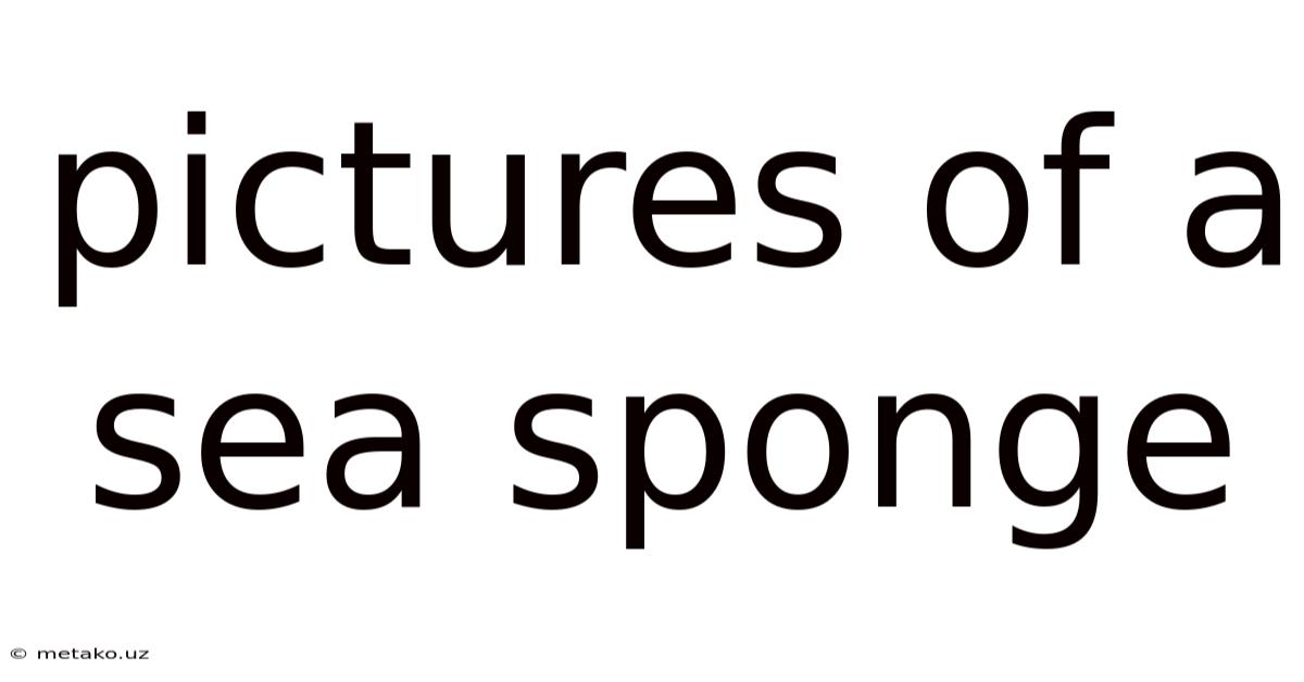 Pictures Of A Sea Sponge