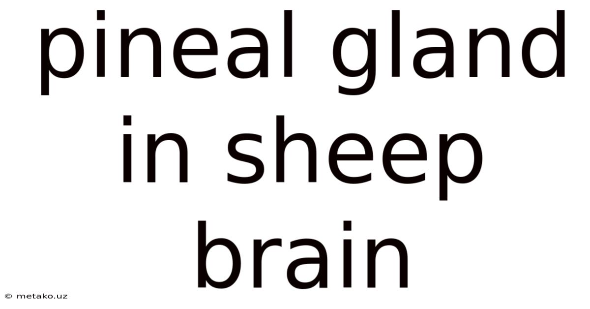 Pineal Gland In Sheep Brain