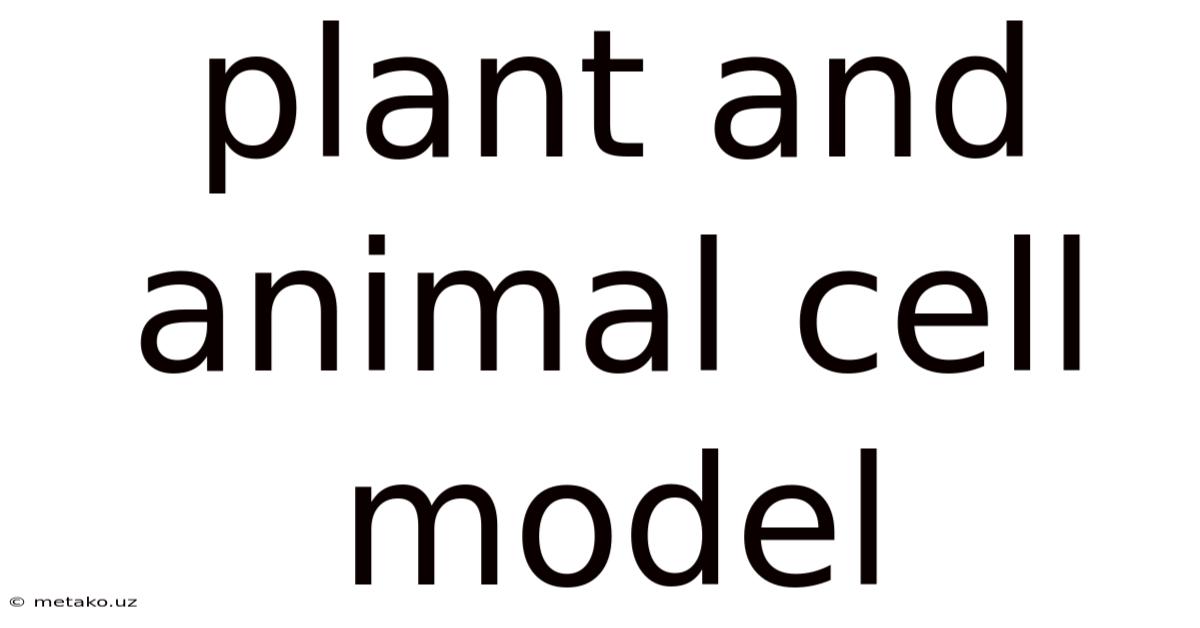 Plant And Animal Cell Model