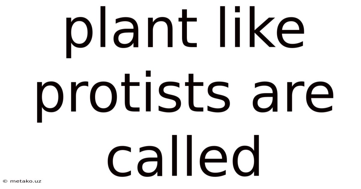 Plant Like Protists Are Called