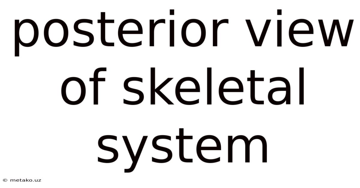 Posterior View Of Skeletal System