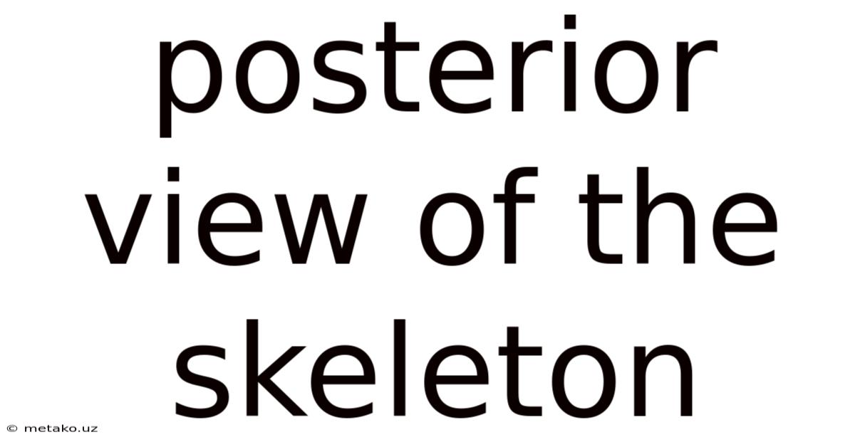 Posterior View Of The Skeleton