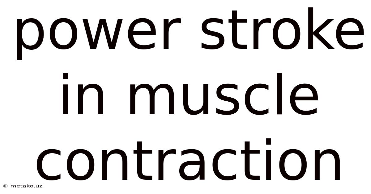 Power Stroke In Muscle Contraction