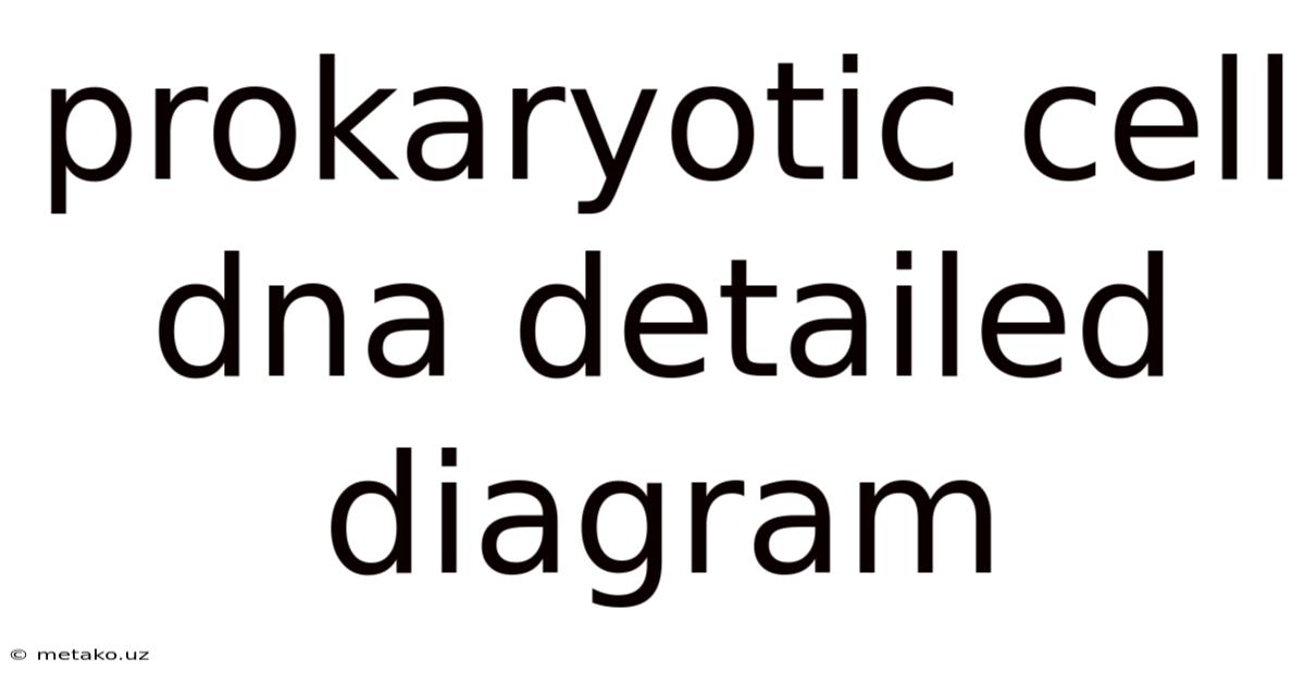 Prokaryotic Cell Dna Detailed Diagram