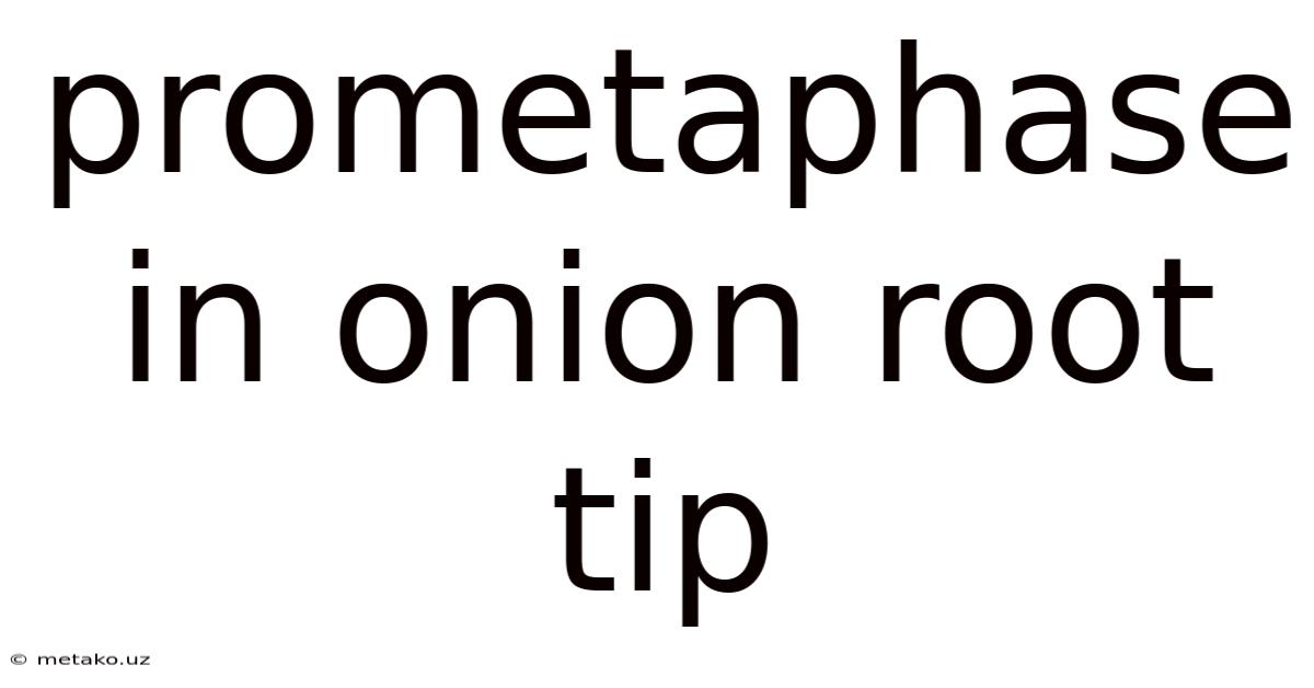 Prometaphase In Onion Root Tip