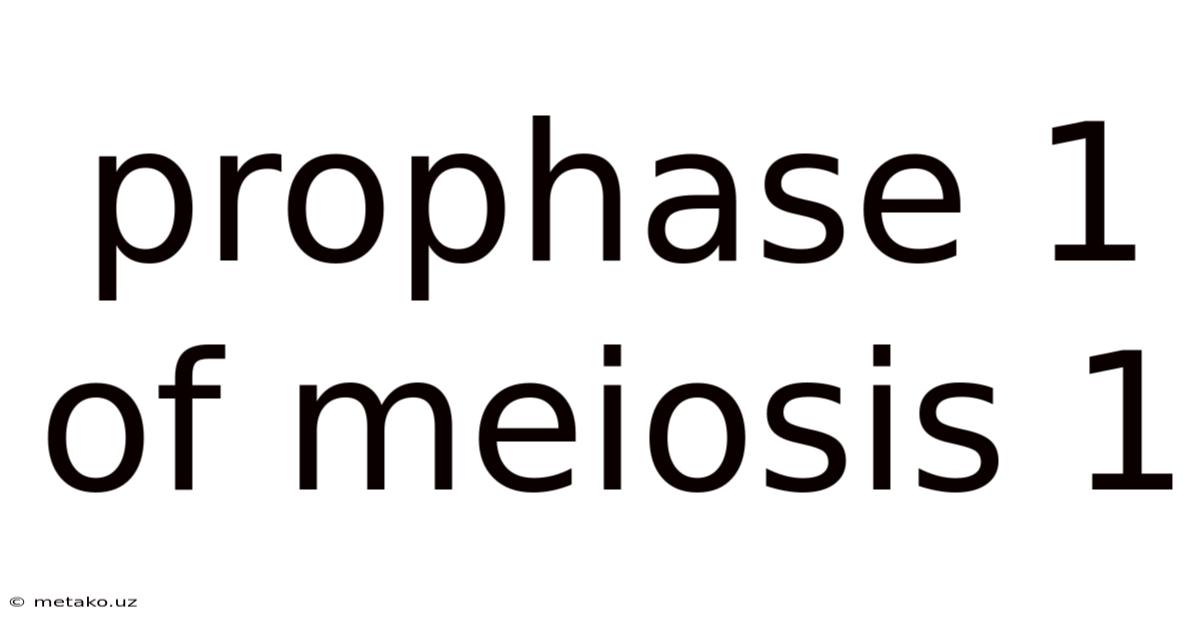 Prophase 1 Of Meiosis 1