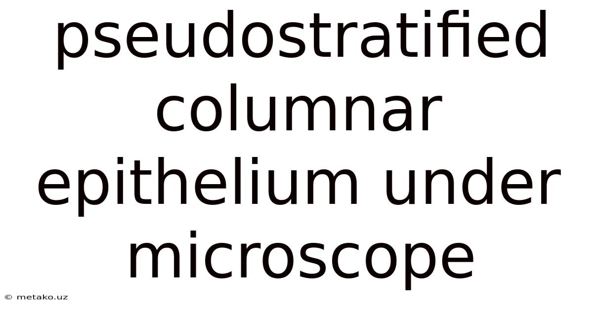 Pseudostratified Columnar Epithelium Under Microscope