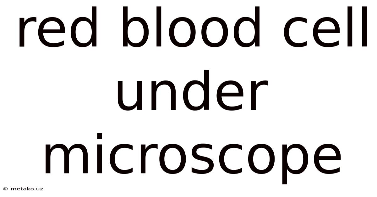 Red Blood Cell Under Microscope