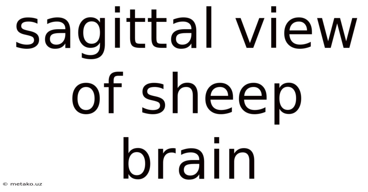 Sagittal View Of Sheep Brain
