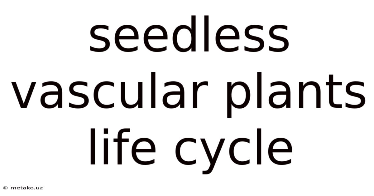 Seedless Vascular Plants Life Cycle