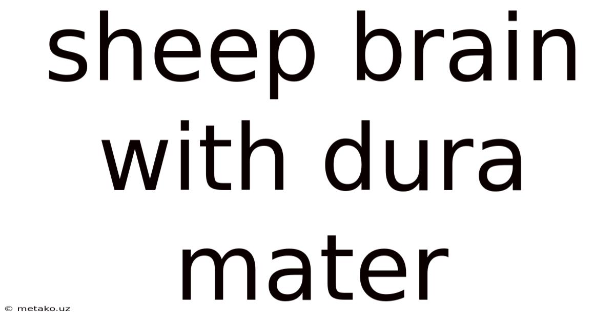 Sheep Brain With Dura Mater