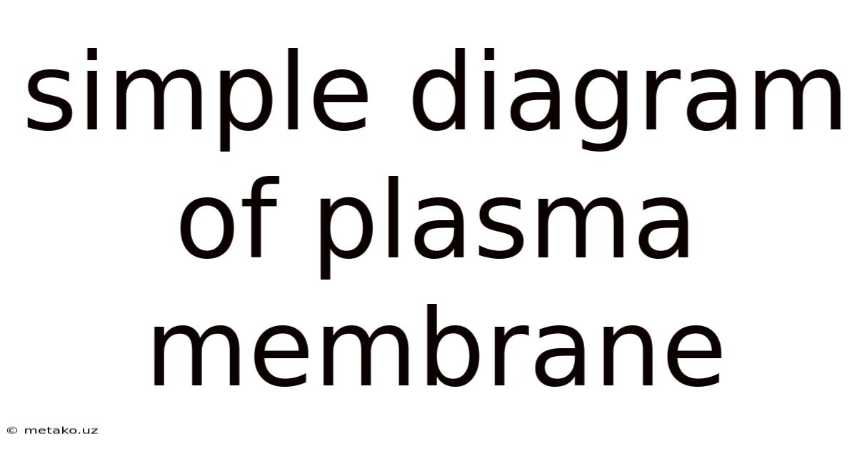 Simple Diagram Of Plasma Membrane