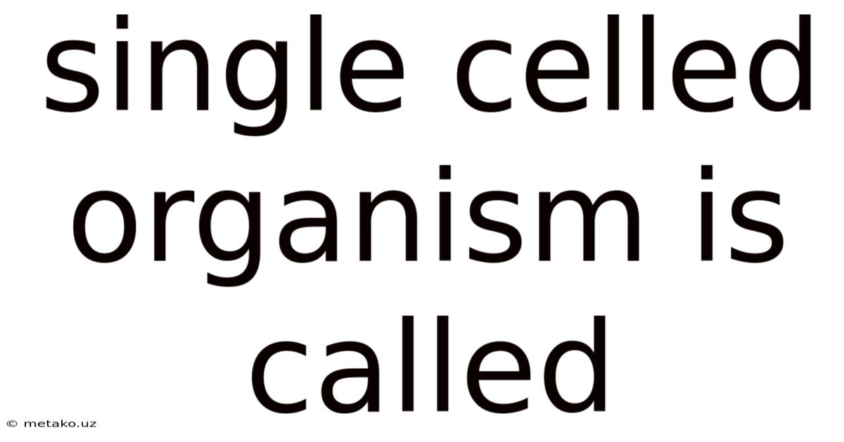Single Celled Organism Is Called