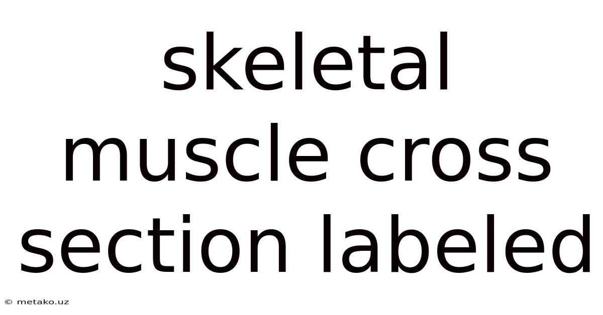 Skeletal Muscle Cross Section Labeled
