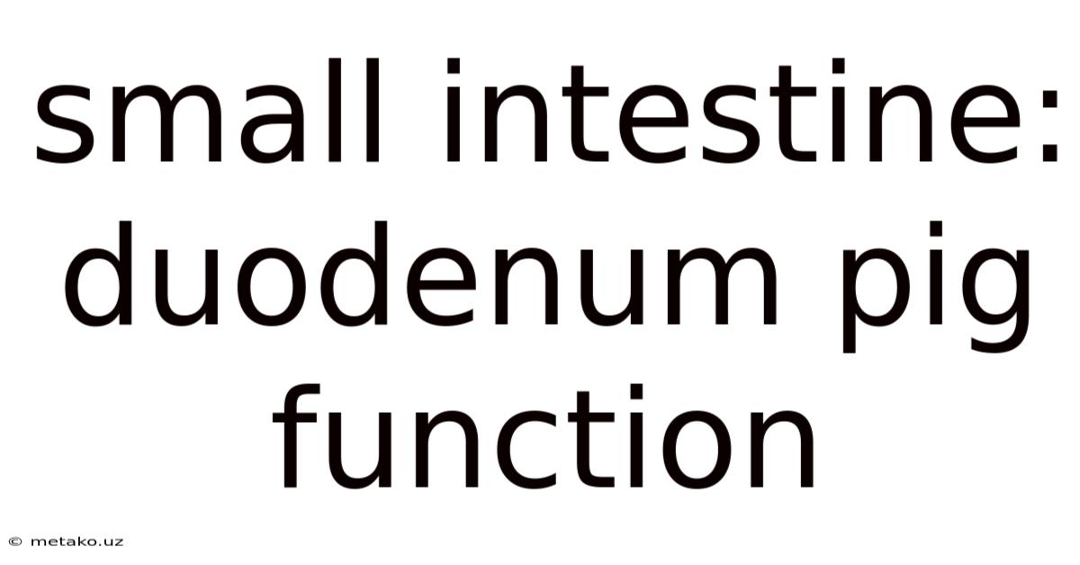 Small Intestine: Duodenum Pig Function