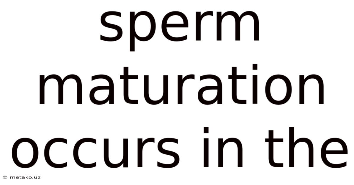 Sperm Maturation Occurs In The