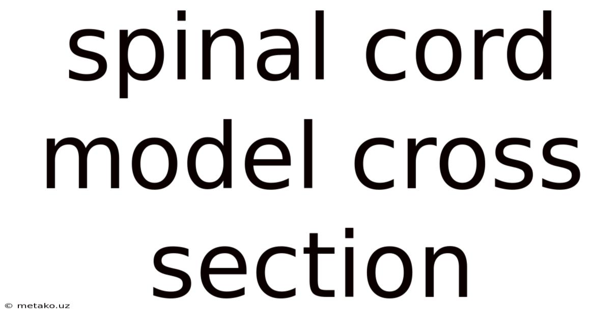 Spinal Cord Model Cross Section