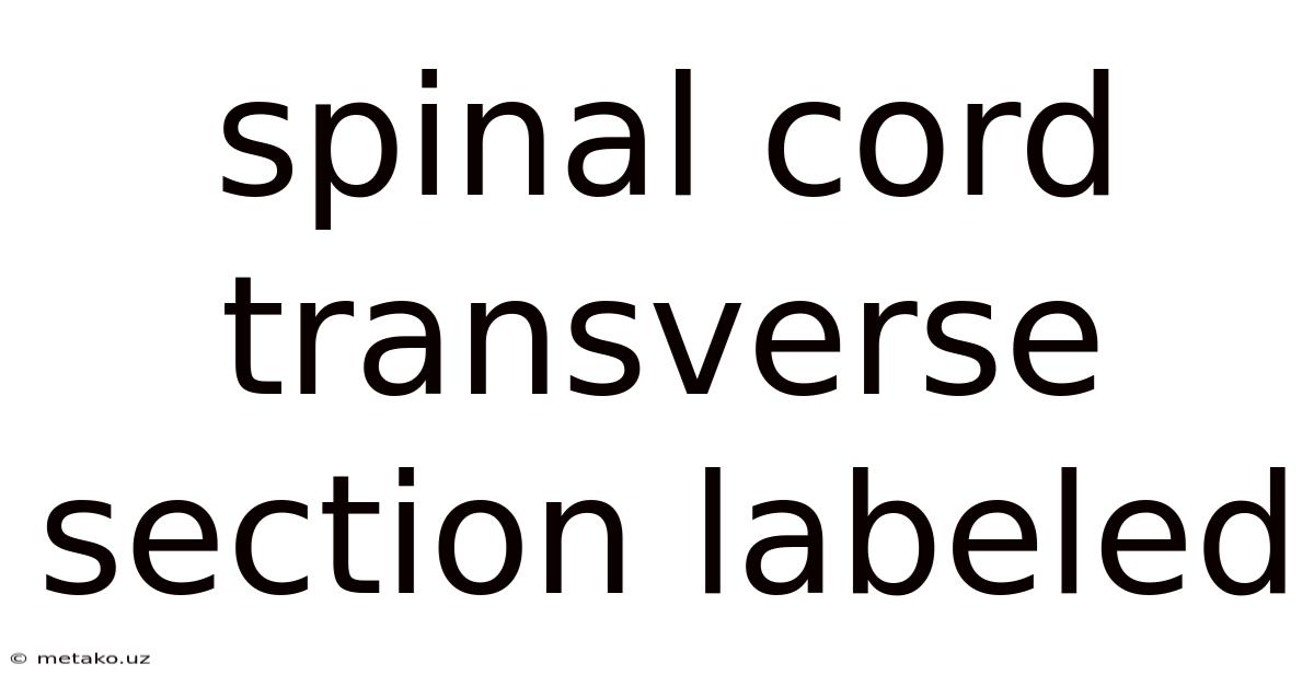 Spinal Cord Transverse Section Labeled