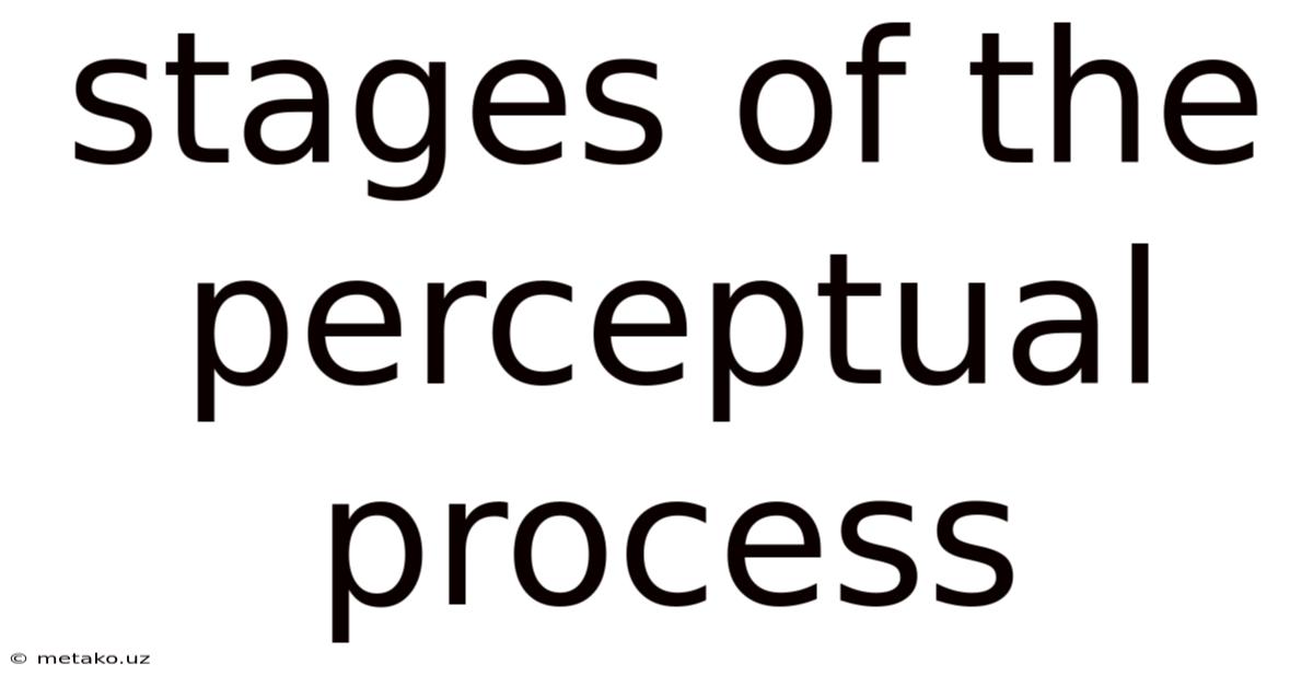 Stages Of The Perceptual Process