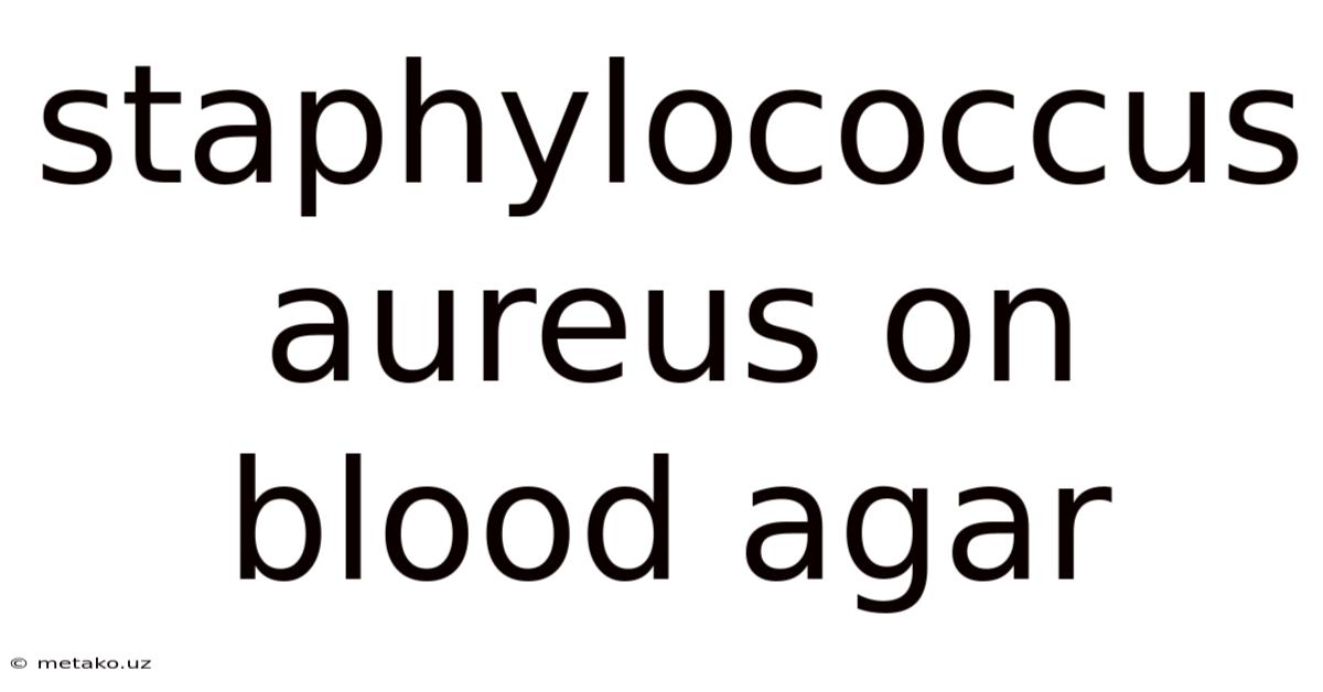 Staphylococcus Aureus On Blood Agar