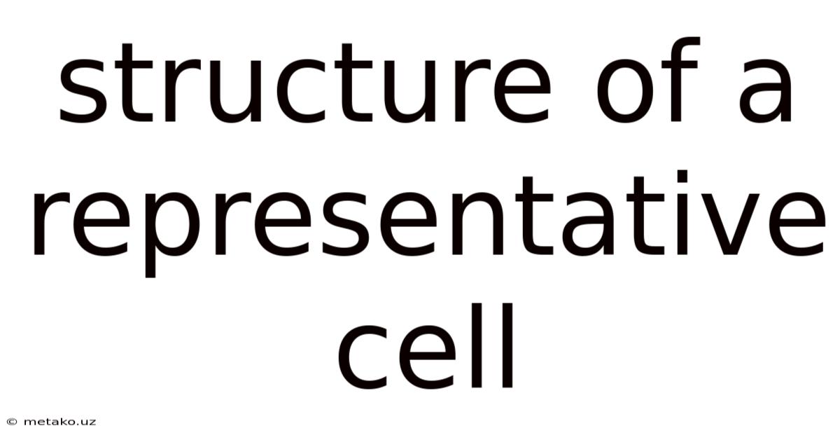 Structure Of A Representative Cell