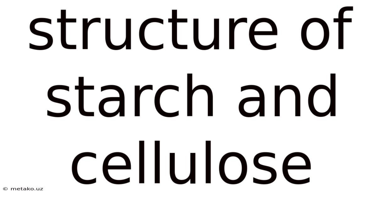 Structure Of Starch And Cellulose