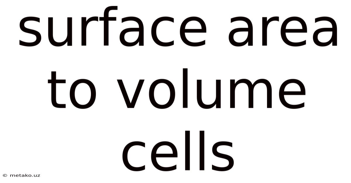 Surface Area To Volume Cells