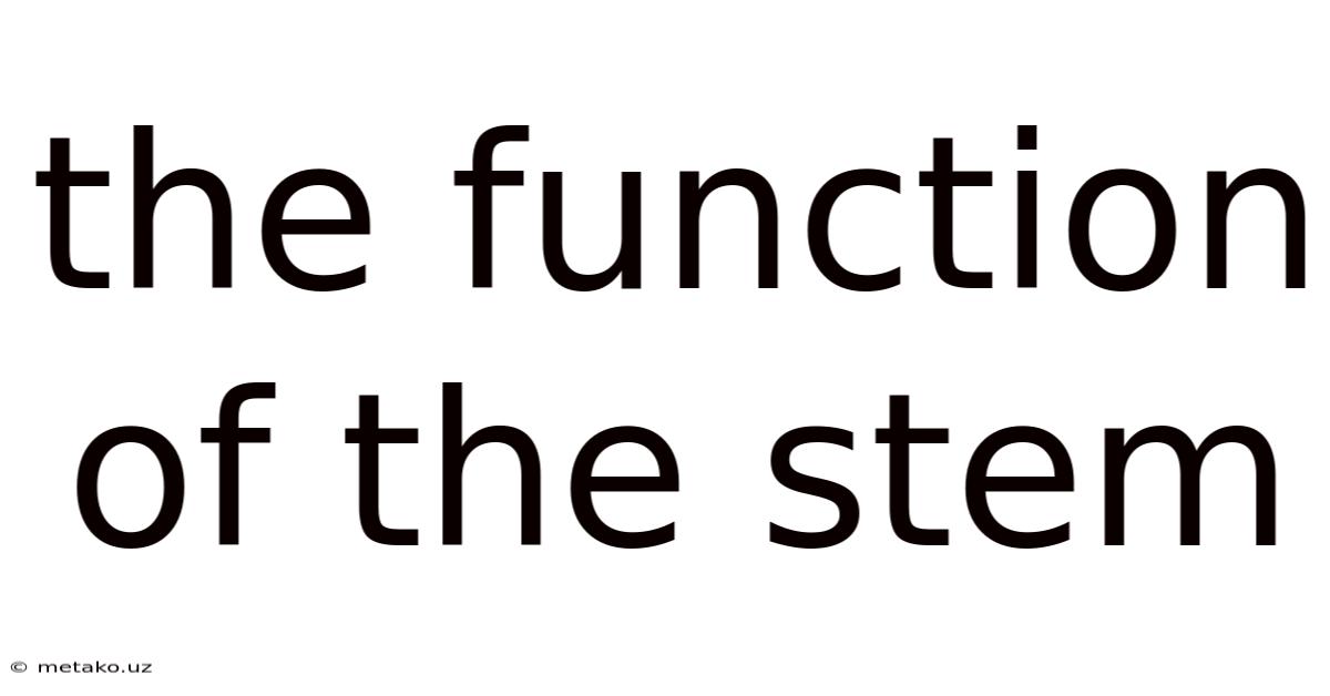 The Function Of The Stem