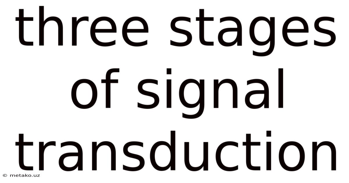 Three Stages Of Signal Transduction