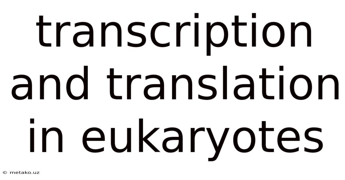 Transcription And Translation In Eukaryotes