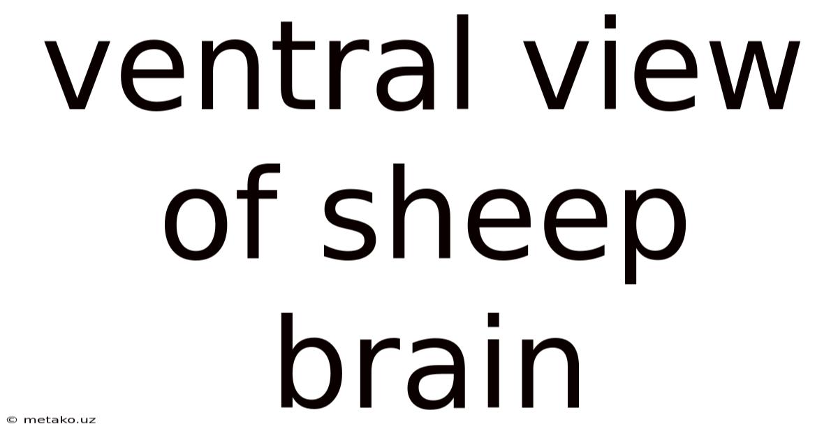 Ventral View Of Sheep Brain