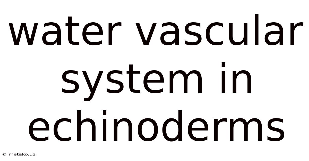 Water Vascular System In Echinoderms