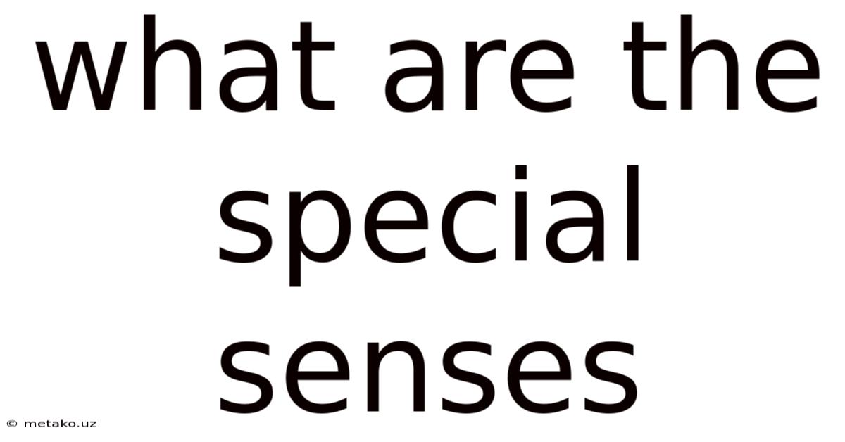 What Are The Special Senses