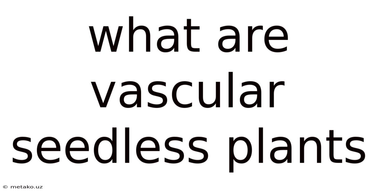 What Are Vascular Seedless Plants