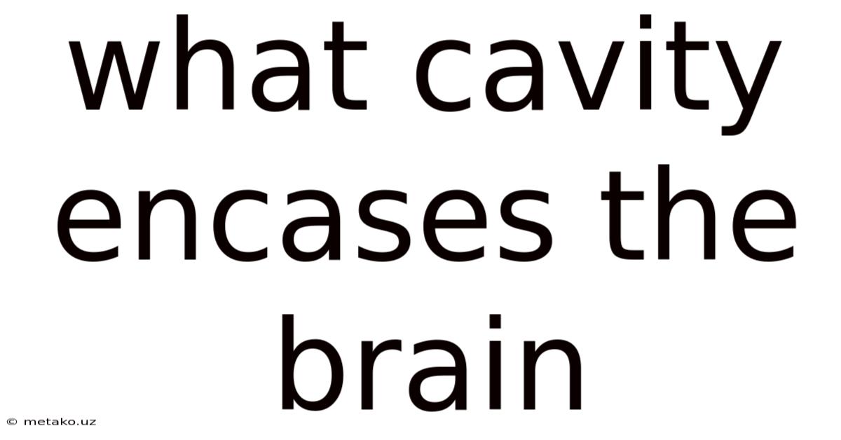 What Cavity Encases The Brain