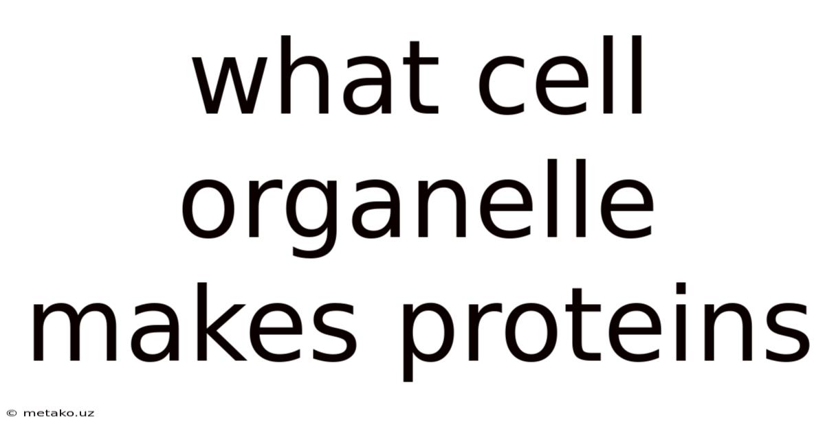 What Cell Organelle Makes Proteins
