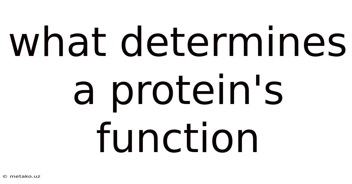 What Determines A Protein's Function
