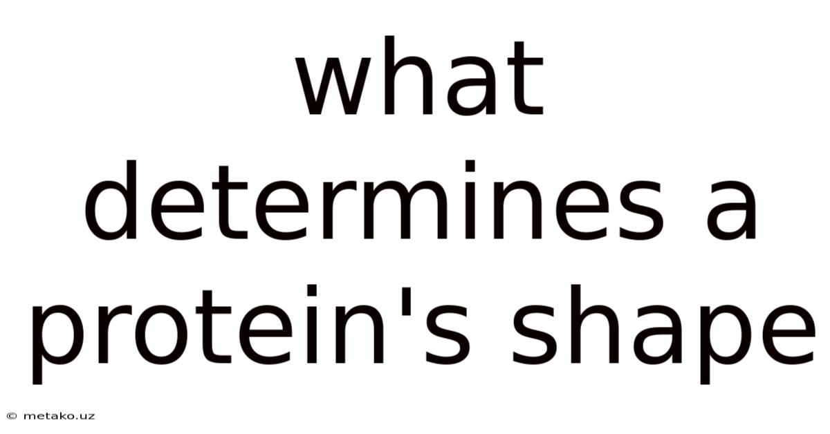 What Determines A Protein's Shape