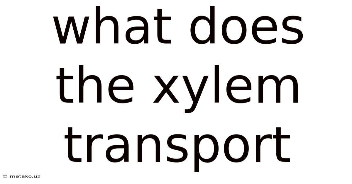 What Does The Xylem Transport