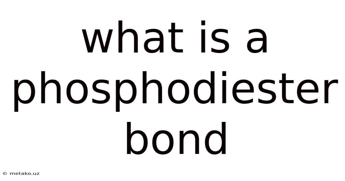 What Is A Phosphodiester Bond