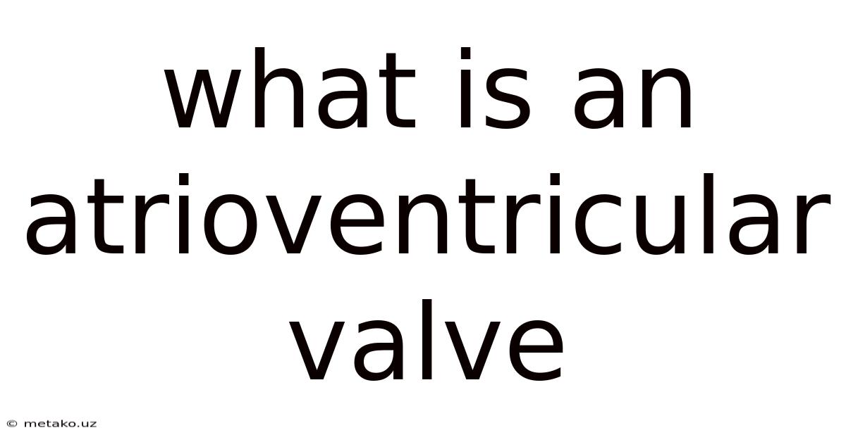 What Is An Atrioventricular Valve
