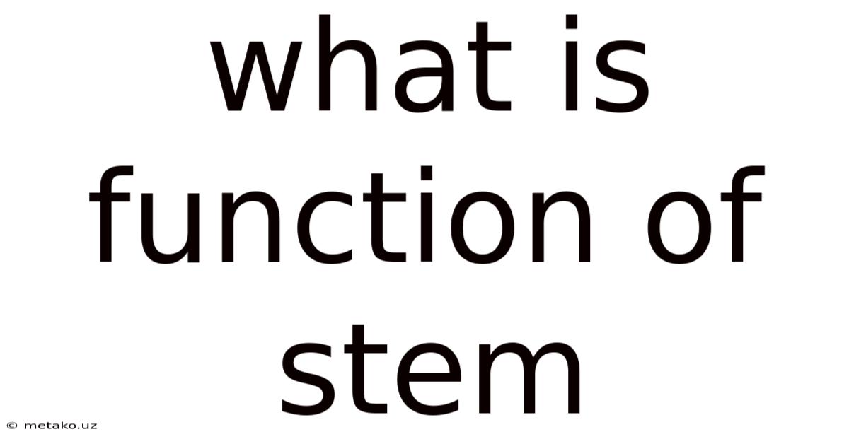 What Is Function Of Stem