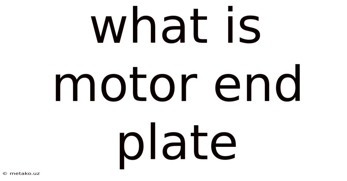 What Is Motor End Plate
