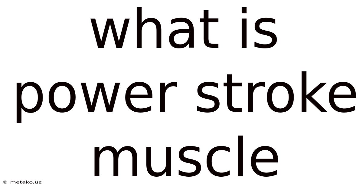 What Is Power Stroke Muscle