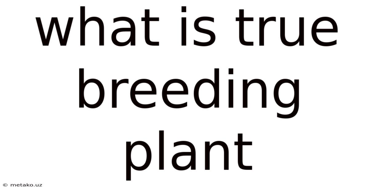 What Is True Breeding Plant