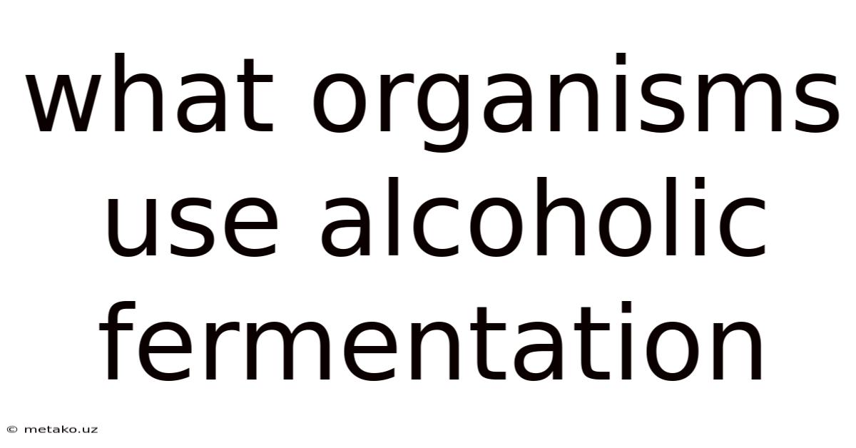 What Organisms Use Alcoholic Fermentation