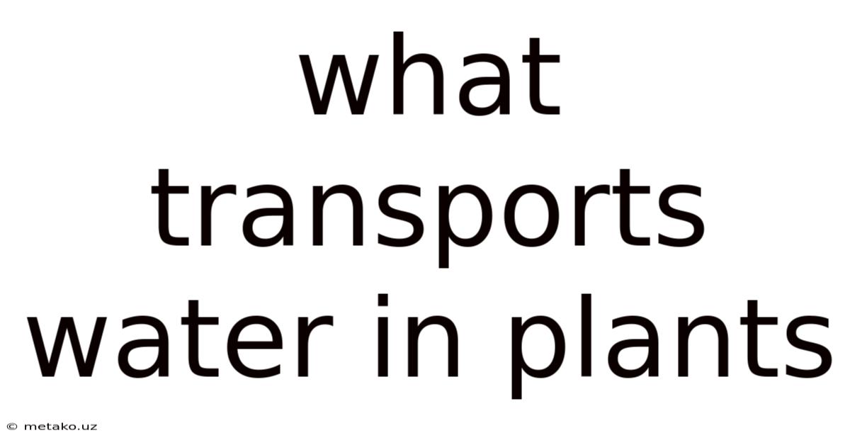 What Transports Water In Plants