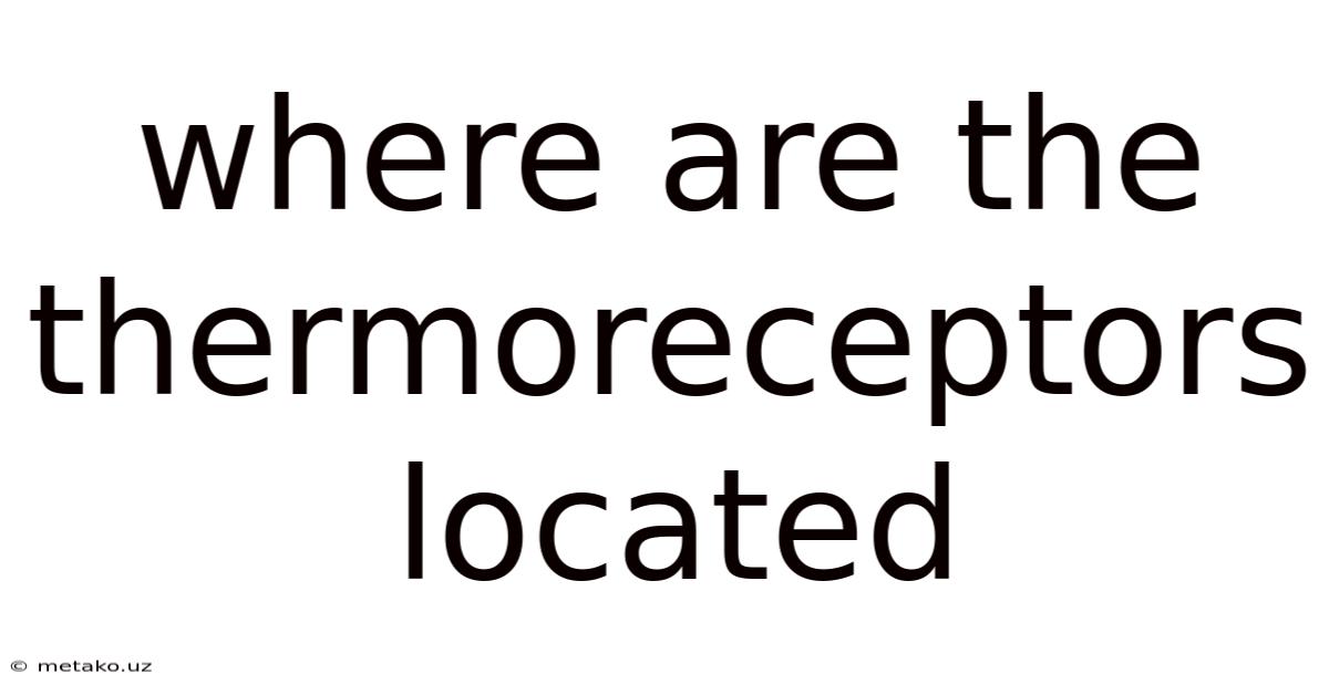 Where Are The Thermoreceptors Located